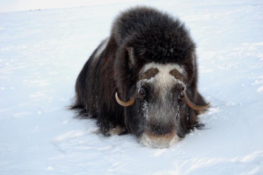 MuskOx