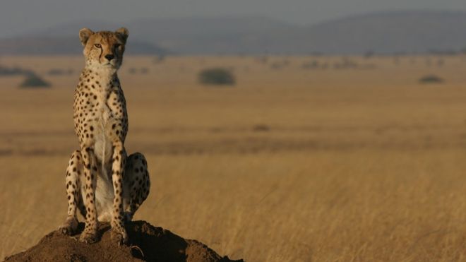 Cheetah