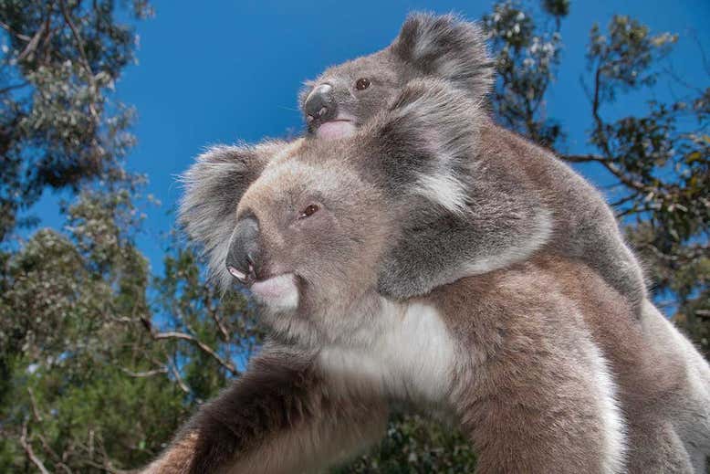 Koalas.jpg